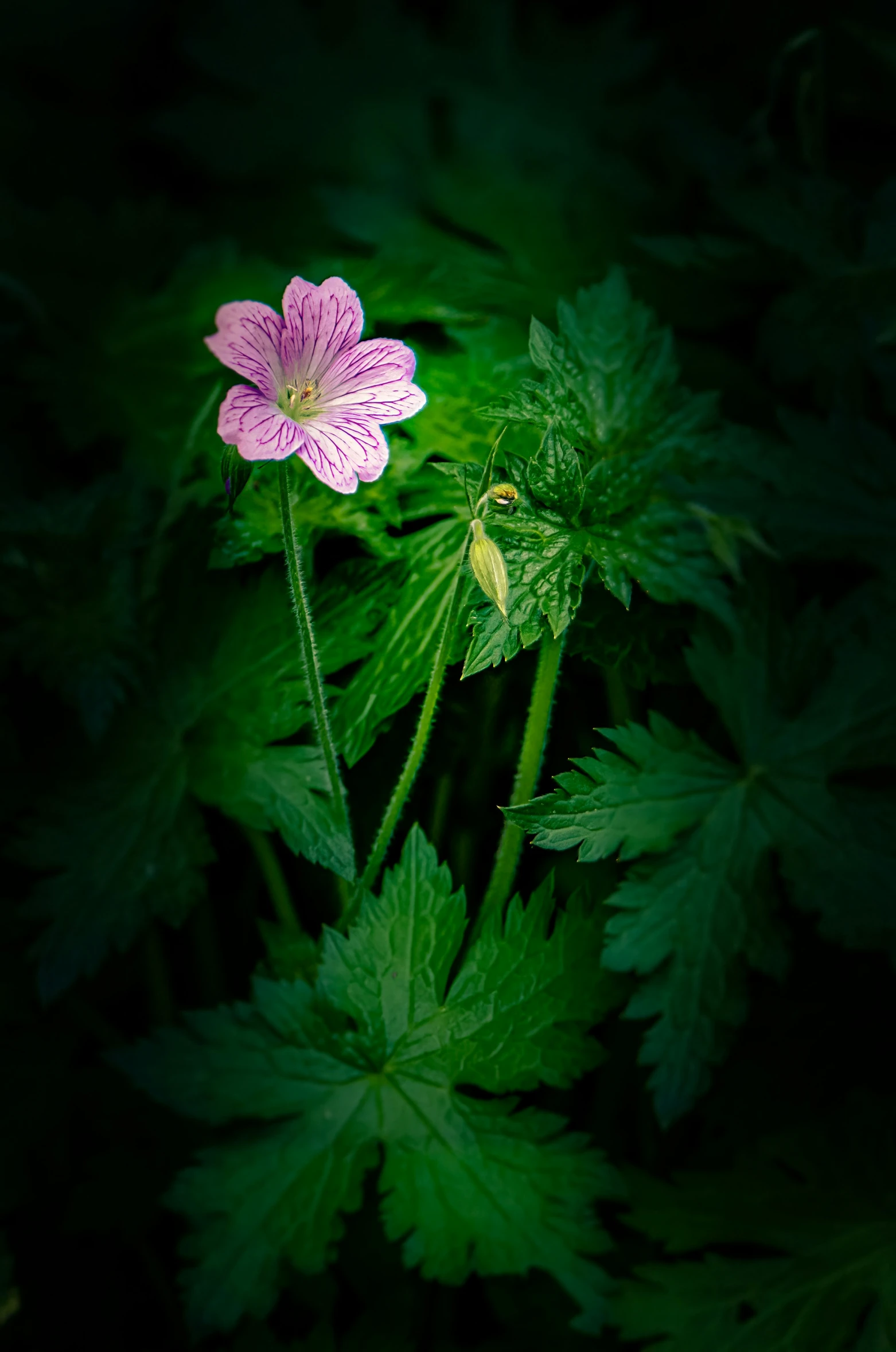 an image of a pink flower that is blooming