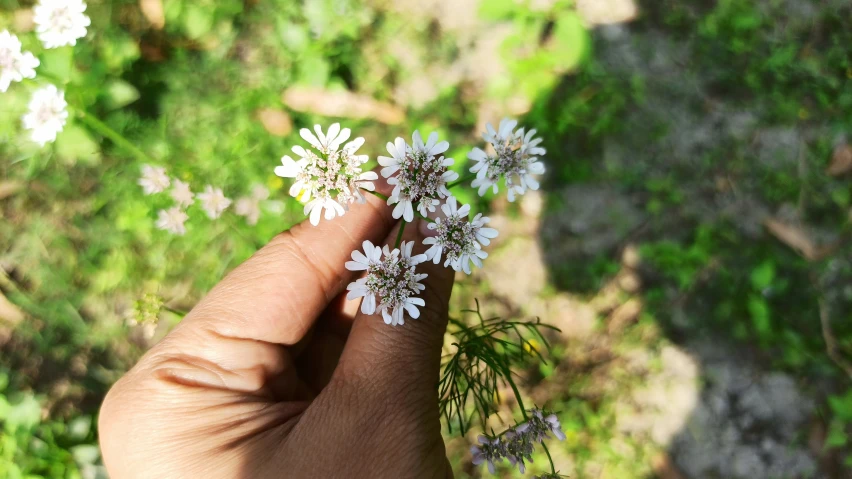 a hand is holding small white flowers that have fallen to the ground