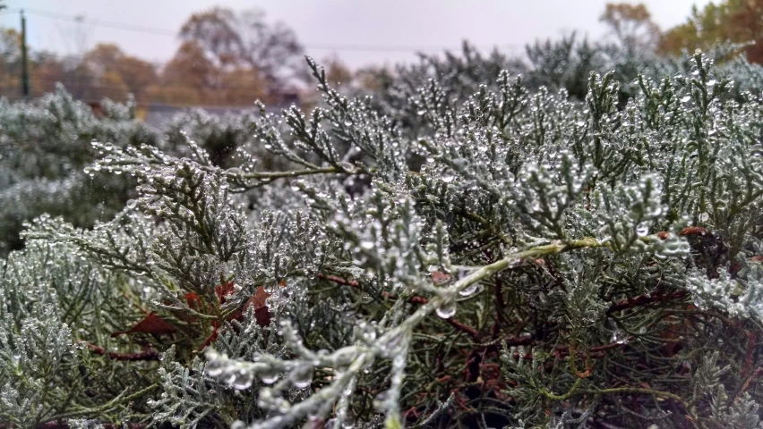 frost covered plant life near many trees