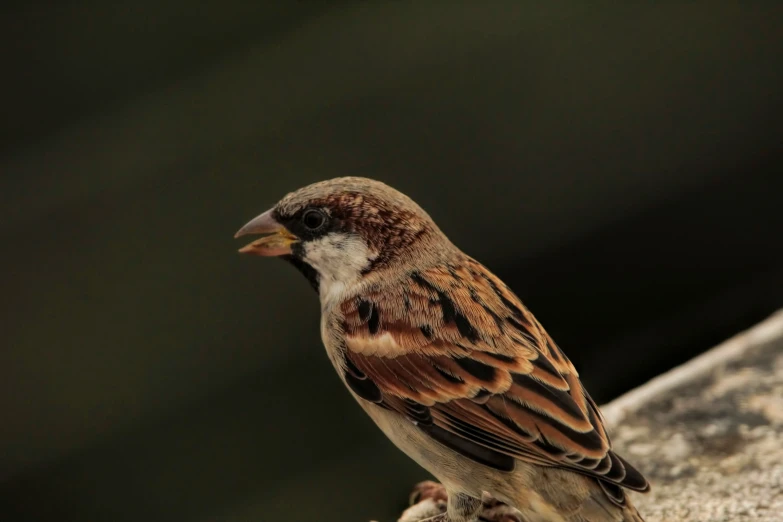 a small bird is sitting on top of the concrete