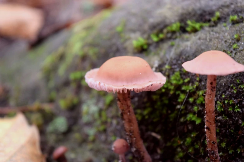 two small mushrooms sitting in the moss on a forest floor