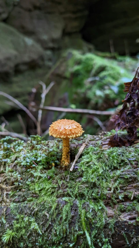 a tiny mushroom sits on a moss covered rock