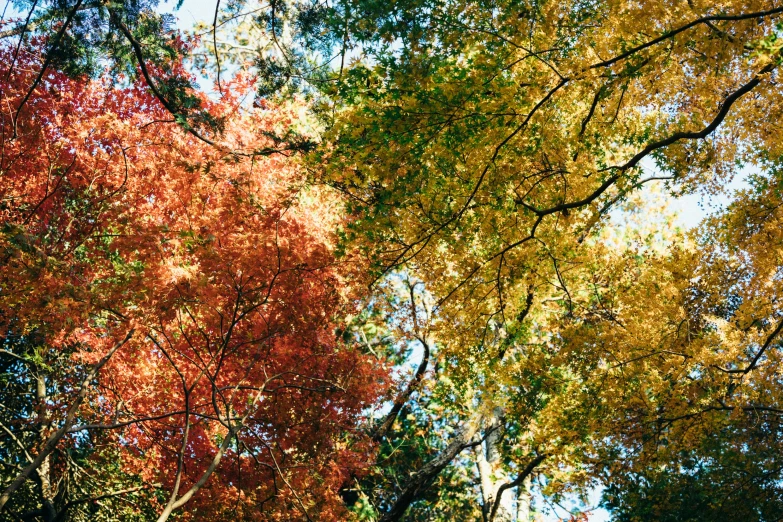 many leaves and trees in autumn with blue sky