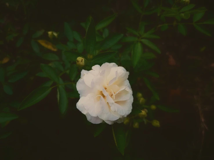 a large white flower blooming in the middle of some plants