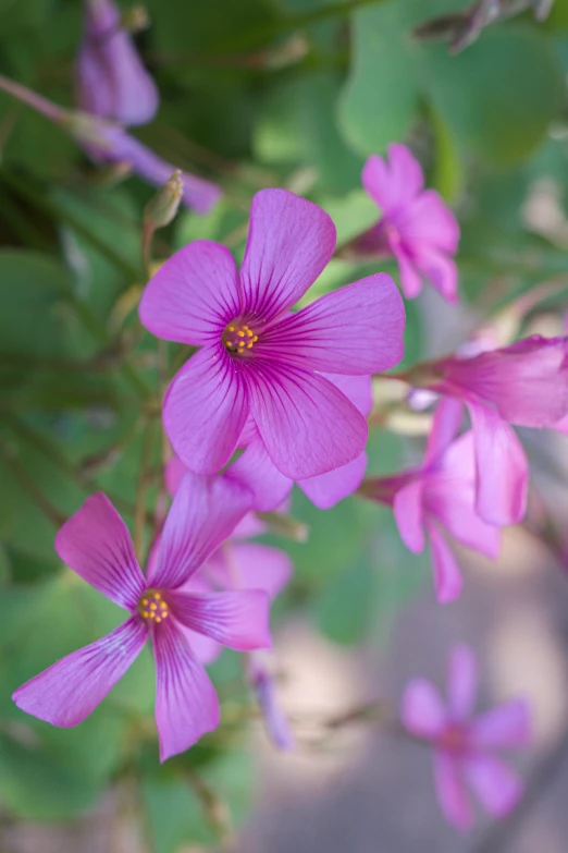 pink flowers blooming over a green leafy area