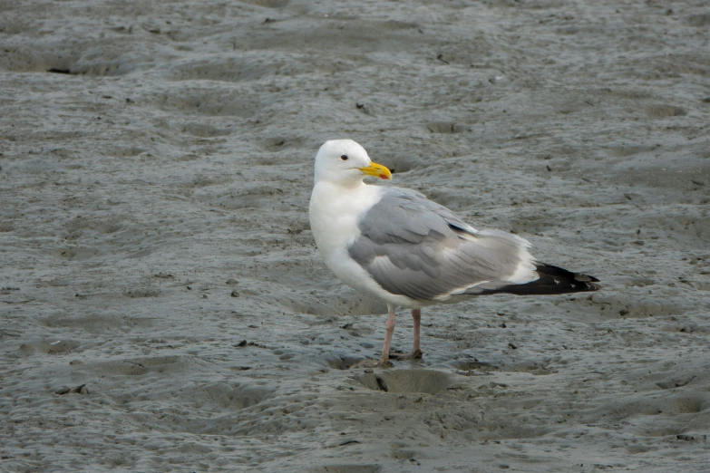 the grey bird with a yellow beak stands on sand