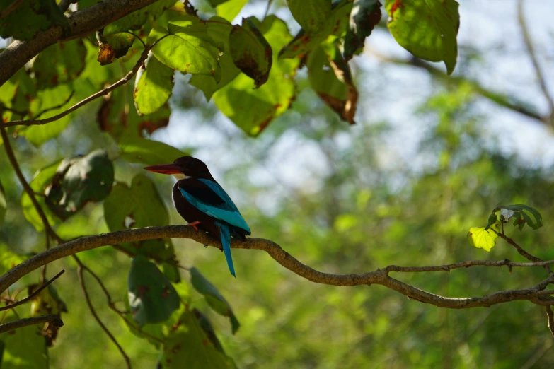 colorful bird sits on a nch in a tree