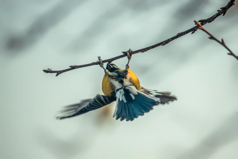 a bird that is flying near a twig