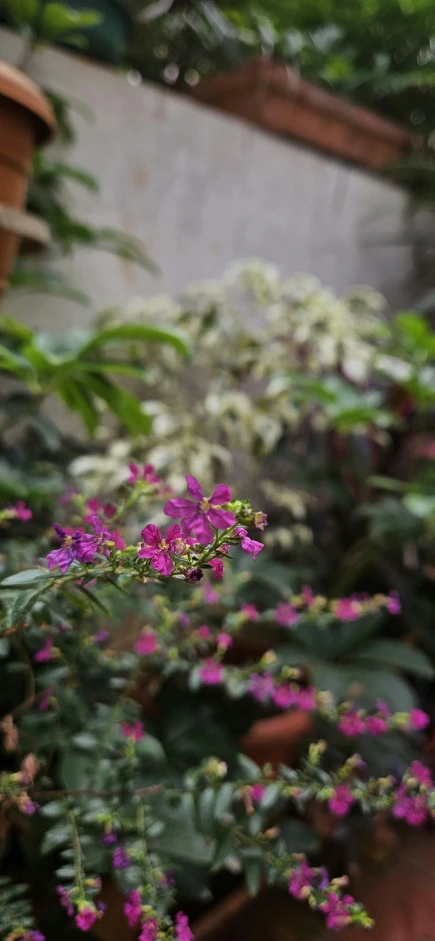 a purple flower sitting on top of a wooden table