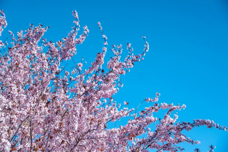 a bunch of pink flowers growing in the sky