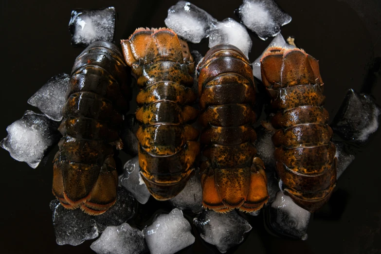 large bug like creatures rest on ice in a tray