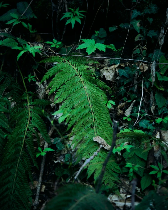 a bunch of ferns are standing out in the middle of the forest