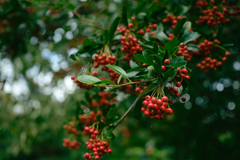 bright red berries hanging from the tree with green leaves