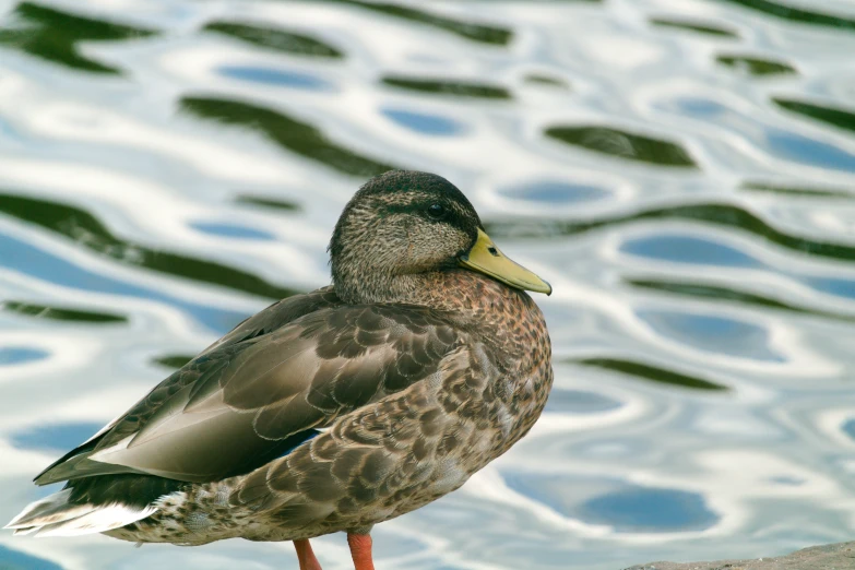 a bird is standing by the water while it's perched