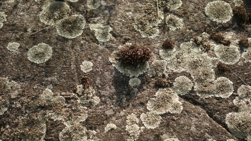 an aerial s of an area with leaves, flowers and rocks