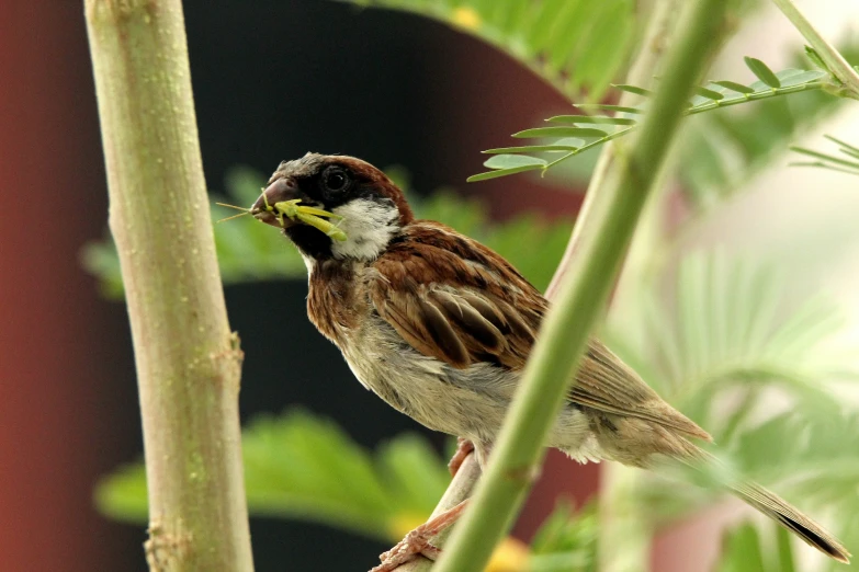 a small bird sits on top of a leafy nch