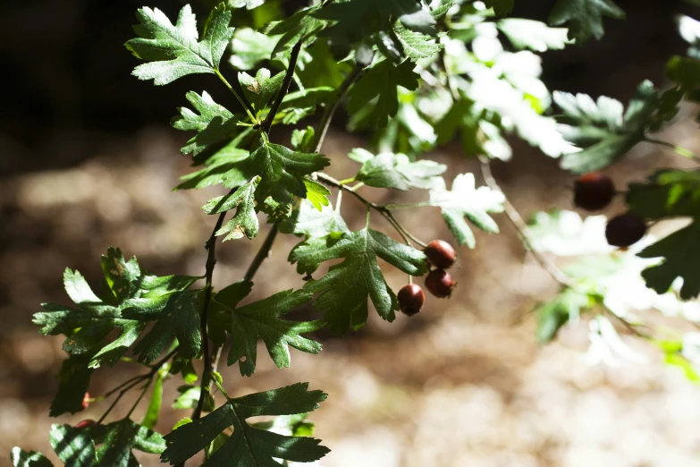 berries hanging off the nches of the tree