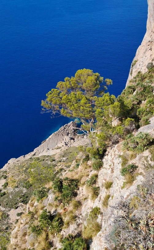 a lone tree sits on top of the cliff near the blue water