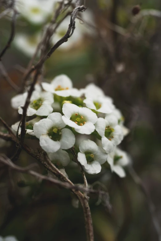 a cluster of flowers are growing on some nches