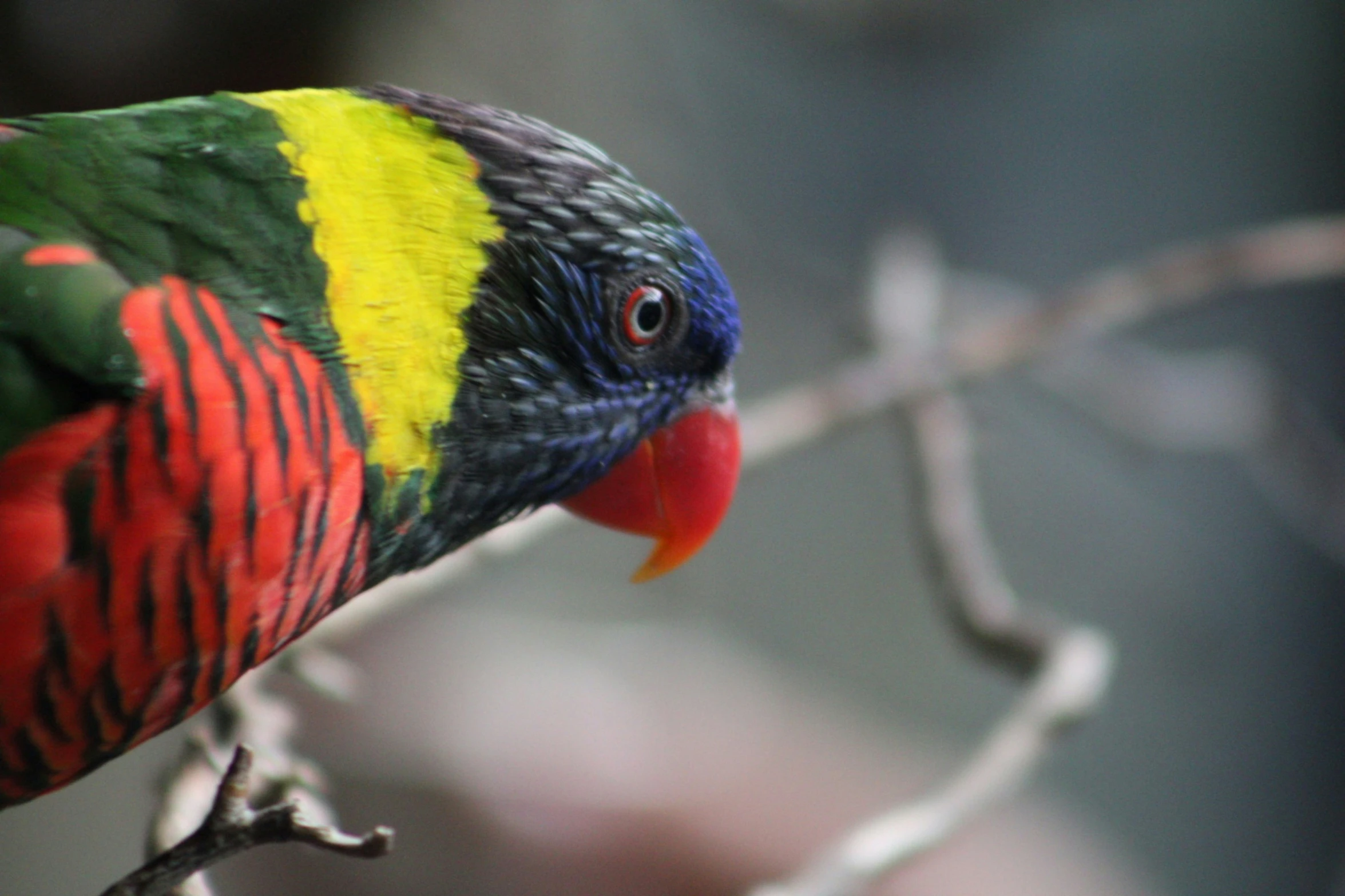 the colorful bird is perched on a bare tree nch