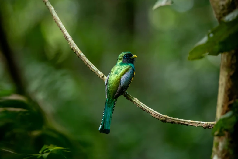 a blue and green bird on a tree nch