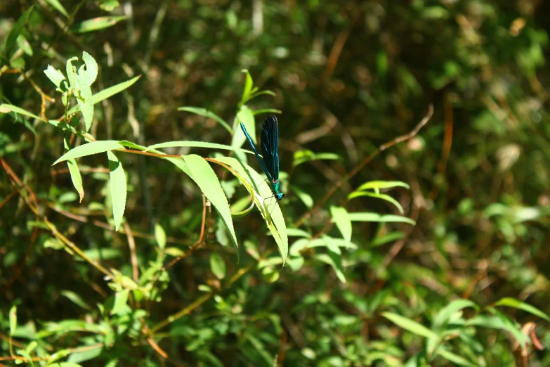 two blue bugs sitting on top of leaves