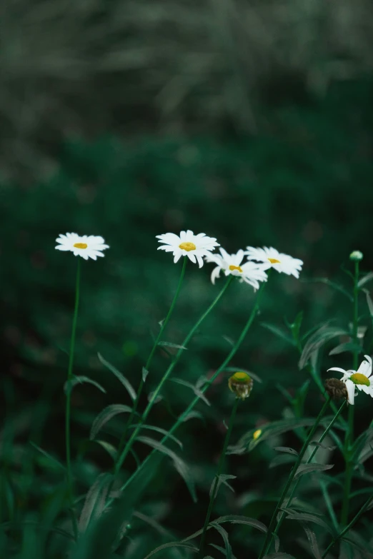 white daisies are in the grass and they are blooming