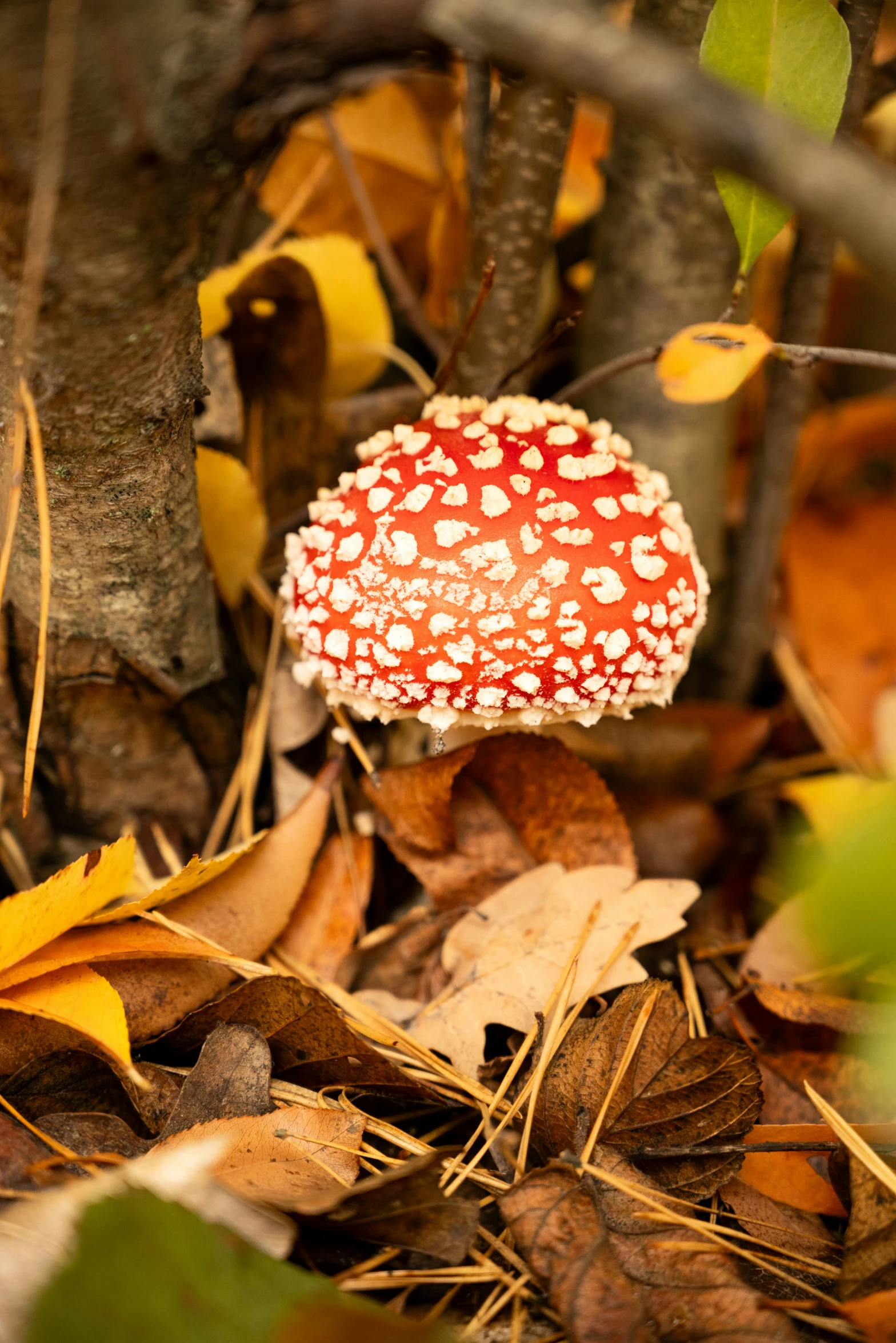 the small mushroom is standing near leaves