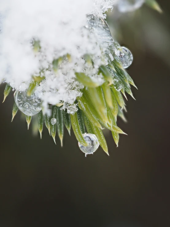 a snow covered evergreen leaves next to a blurry background