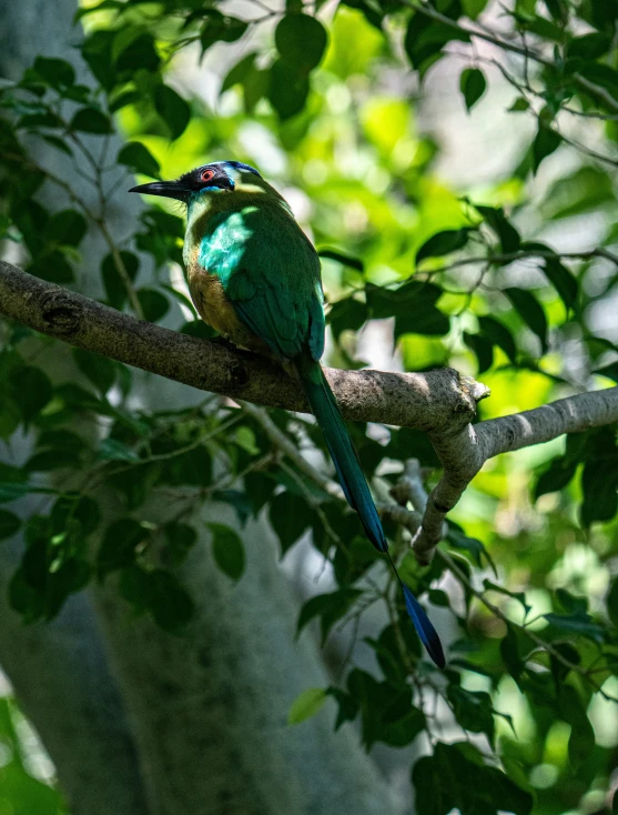 the colorful bird sits on a nch in a tree