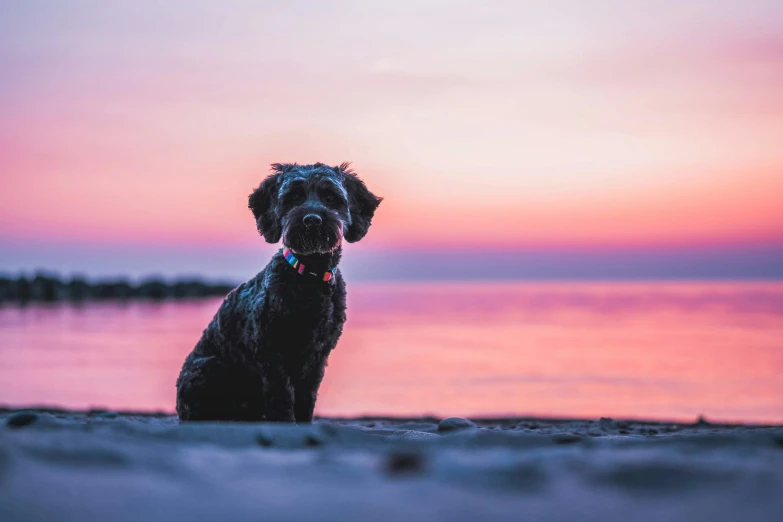 a dog sitting on the beach with the sun going down