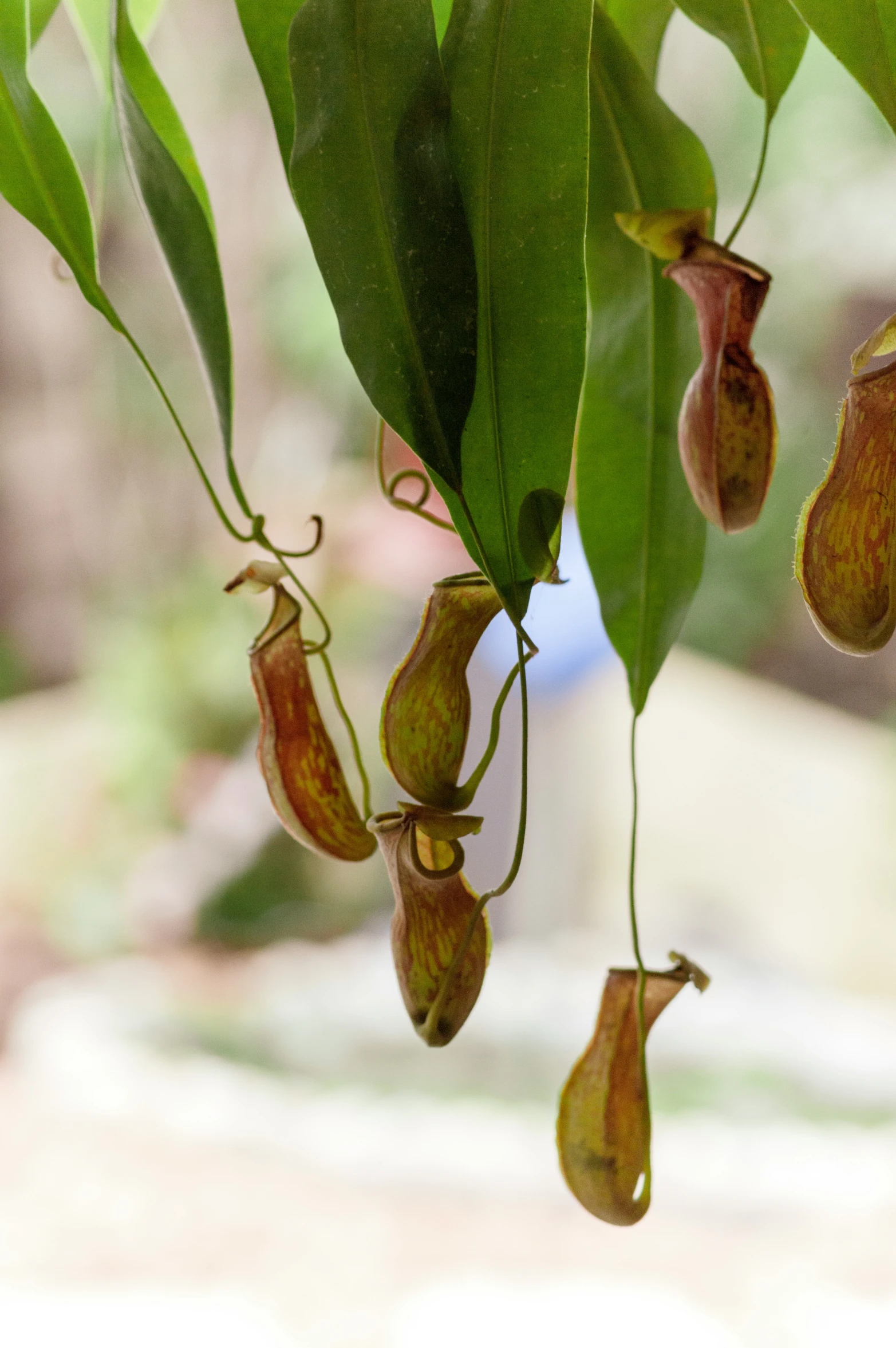 some flowers are hanging from the tree outside