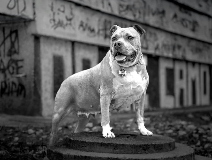 a dog standing on a step looking at the camera