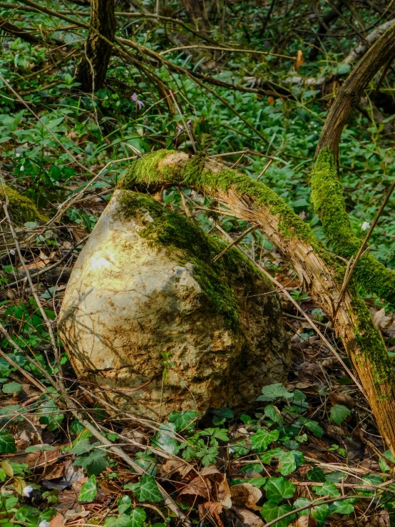 a big rock sitting in the grass covered with some moss