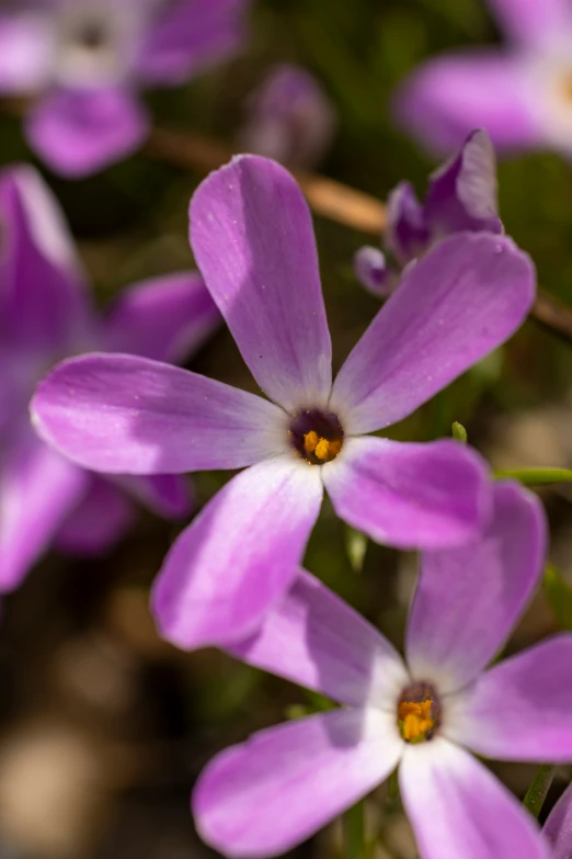 several purple flowers grow on a thin stem