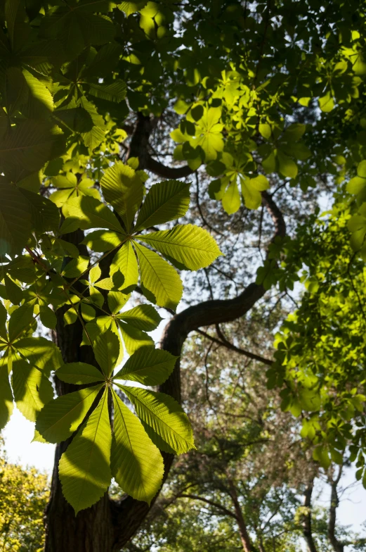 a leafy tree with bright green leaves near the top of it