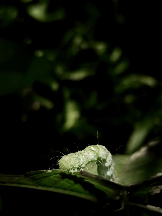 the insect is on a green plant in the dark