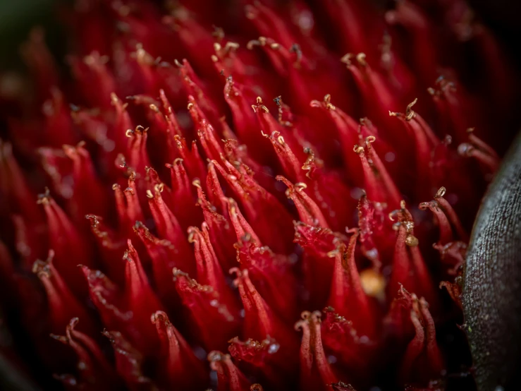 the center of a very bright red flower