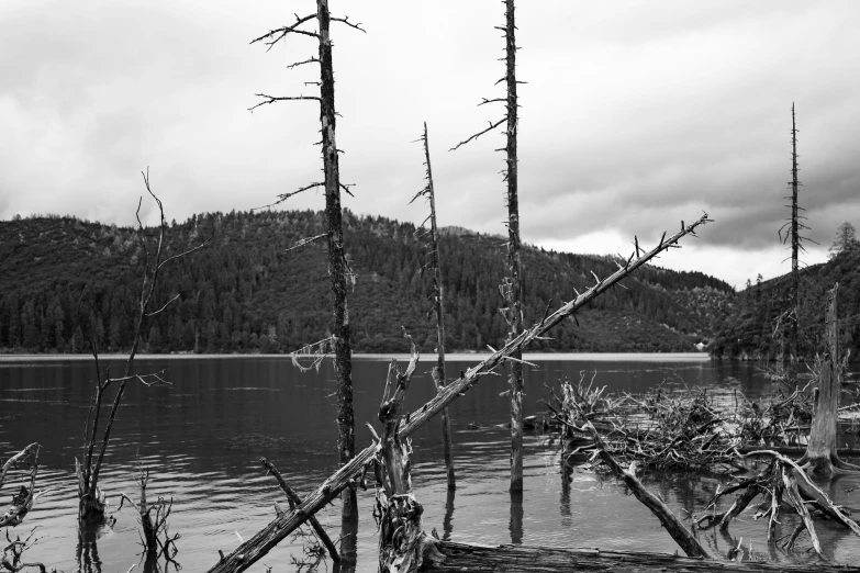 trees stand on the edge of a lake in a mountainous area