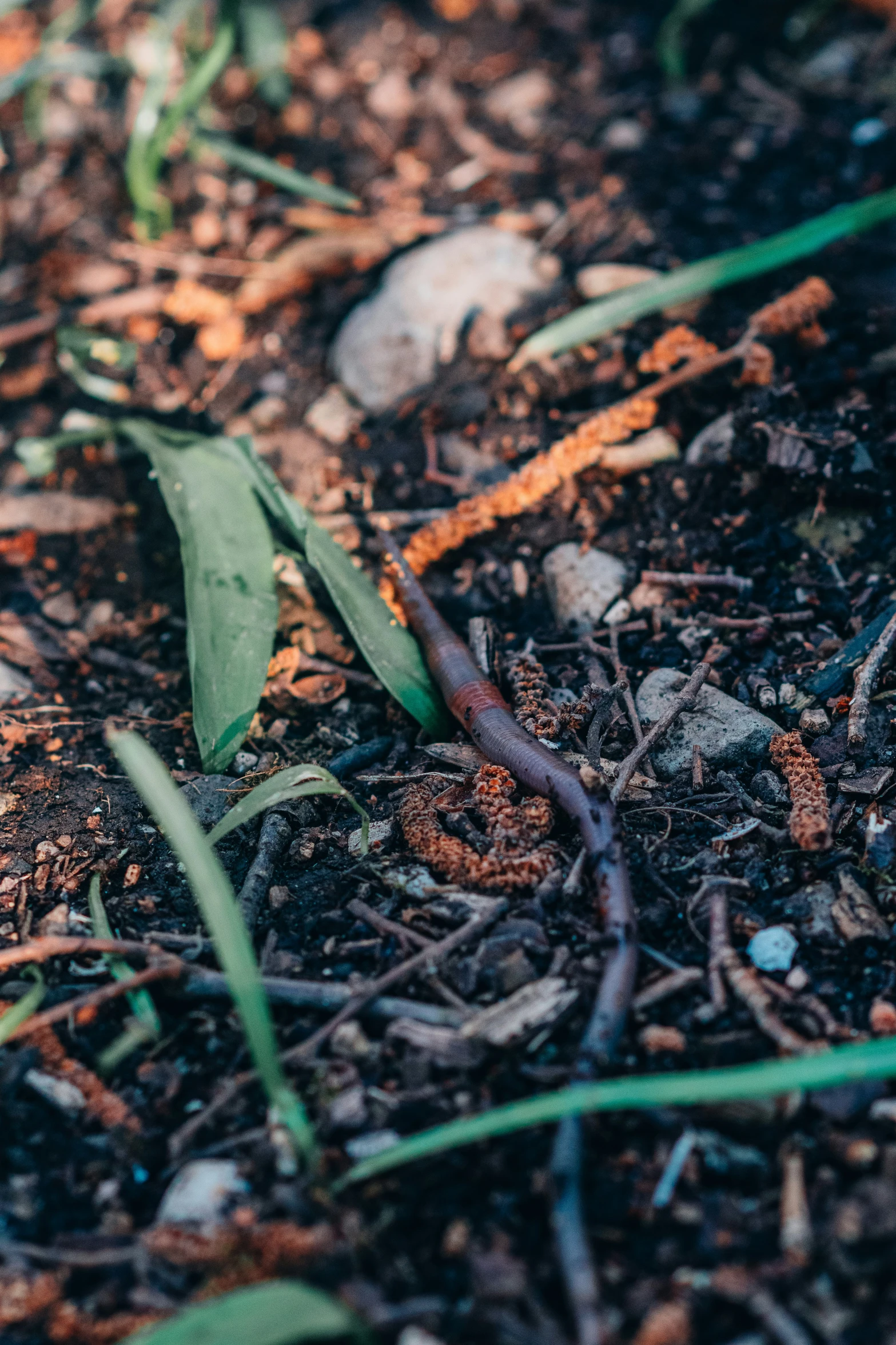 an insect is sitting on the ground on the leaves