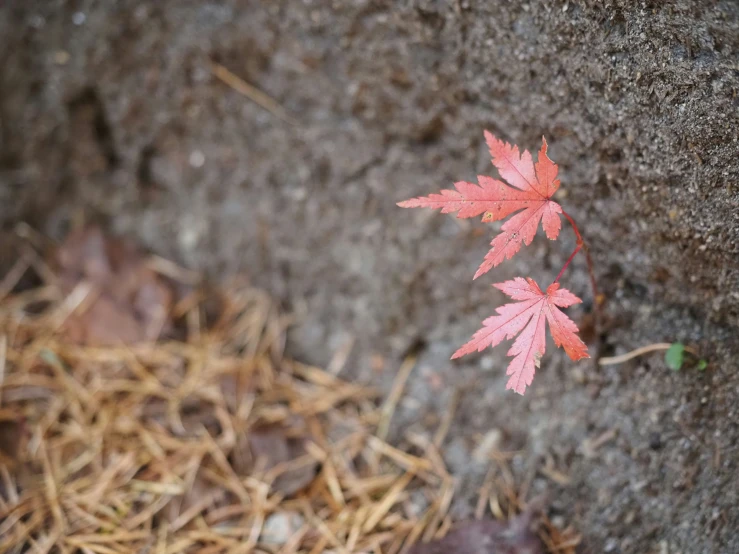 a small maple tree leaf on the ground