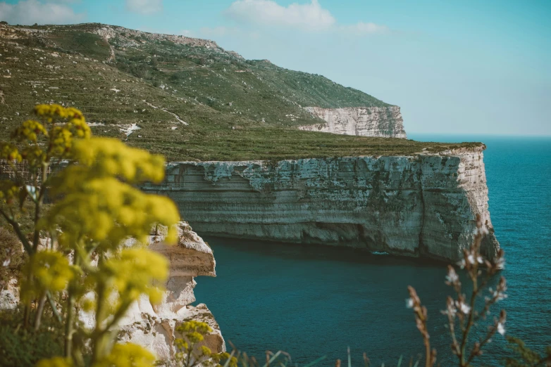 there are flowers in the foreground and a cliff