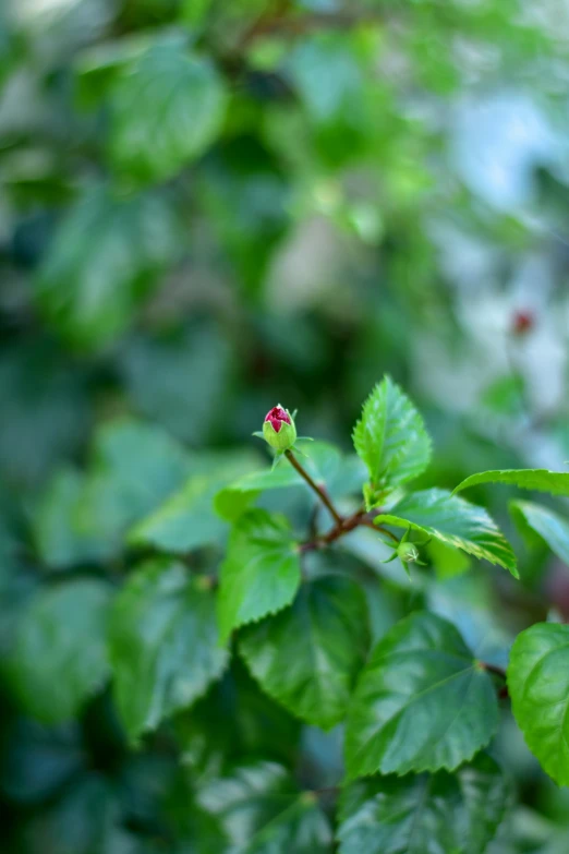 a little red flower growing among green leaves