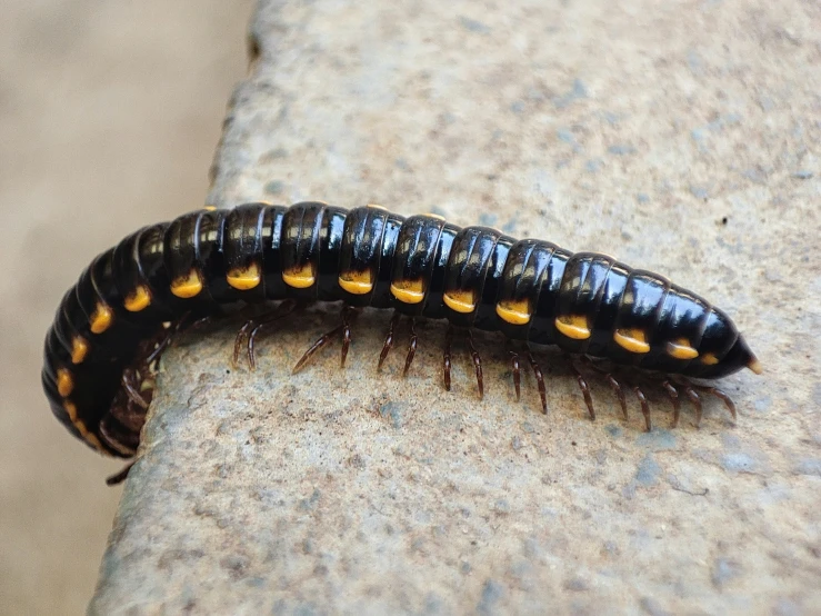 the caterpillar has all four antennae on it