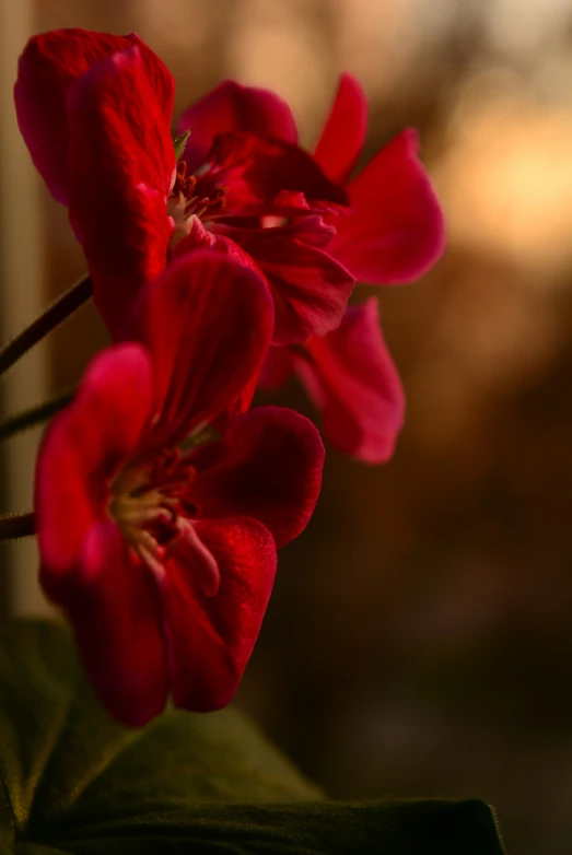 some red flowers are shown with long stems