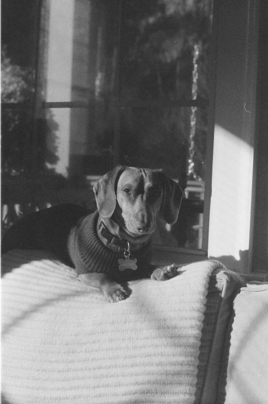 a black and white pograph of a dog laying on a bed