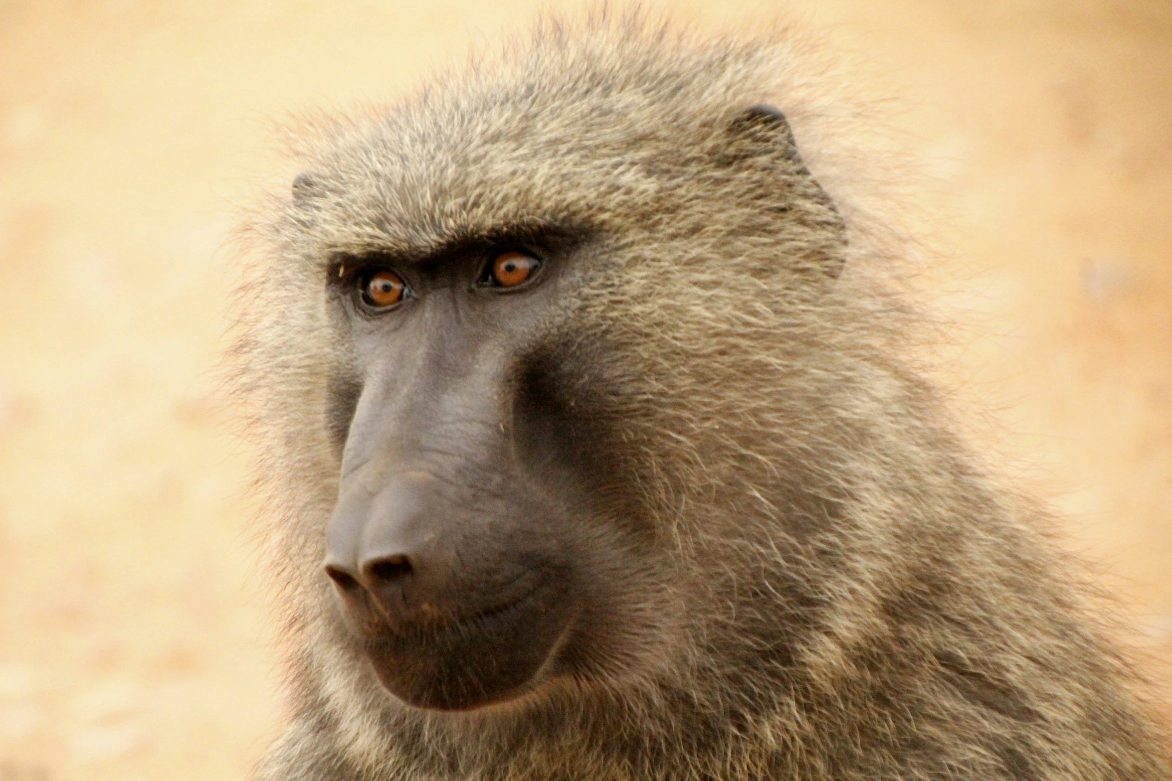 a baboon looking off into the distance