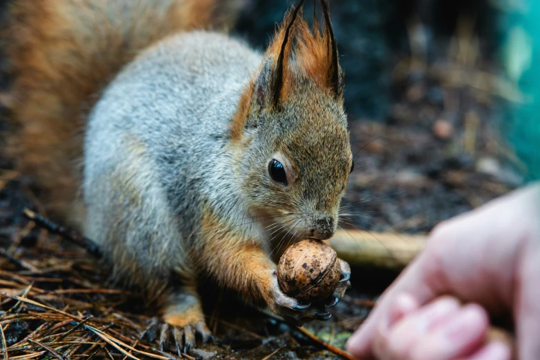 a squirrel eating a piece of wood in its hand