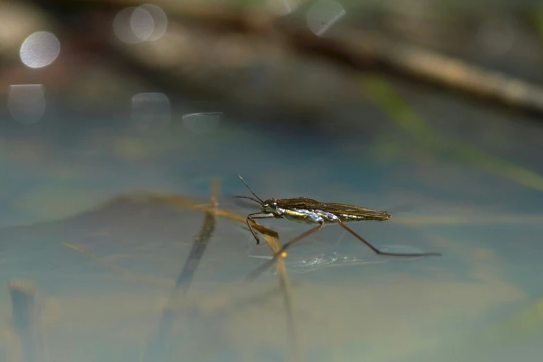 a small bug sitting on a glass surface