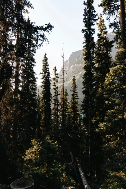 a road surrounded by trees and lots of tall pine trees